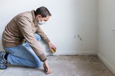 Detect Mold Growth Early
