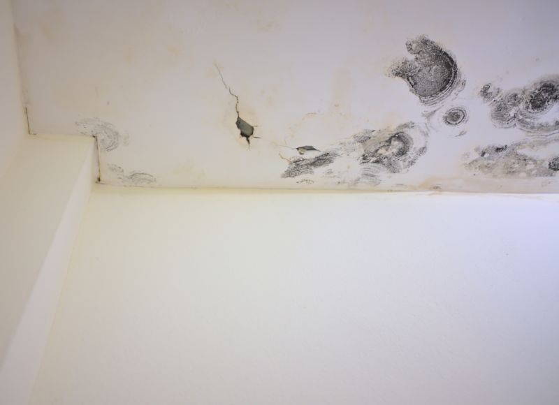 Attic Mold Remediation in Dallas, TX