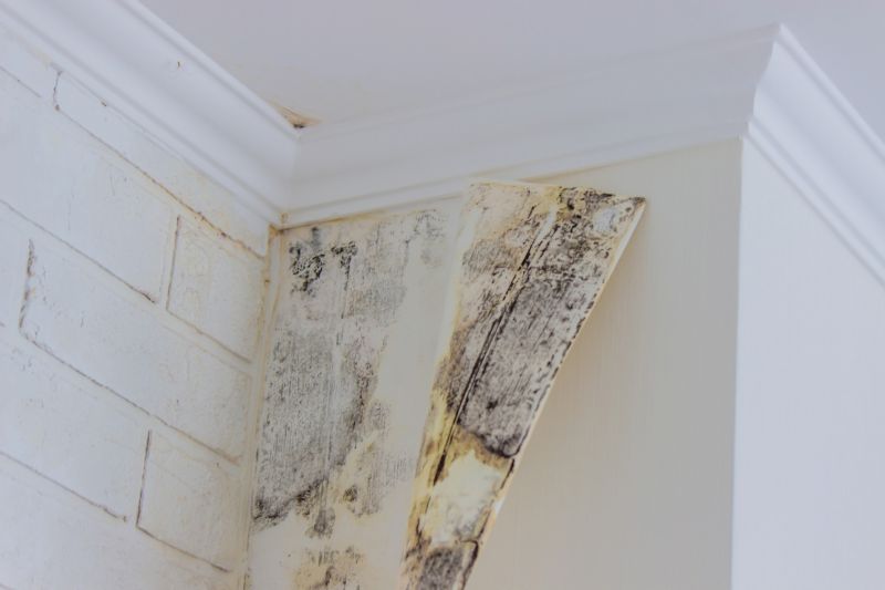 Attic Mold Removal in Dallas, TX