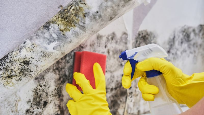 Crawl Space Mold Removal in Boca Raton, FL