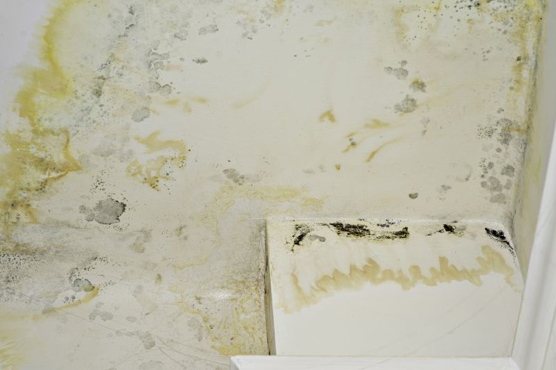 Mold Mitigation Service in Jupiter, FL