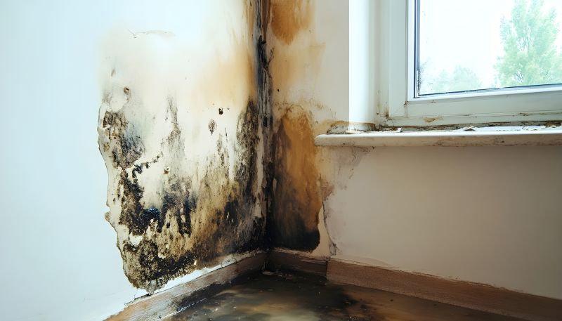 Mold Remediation Service in West Palm Beach, FL
