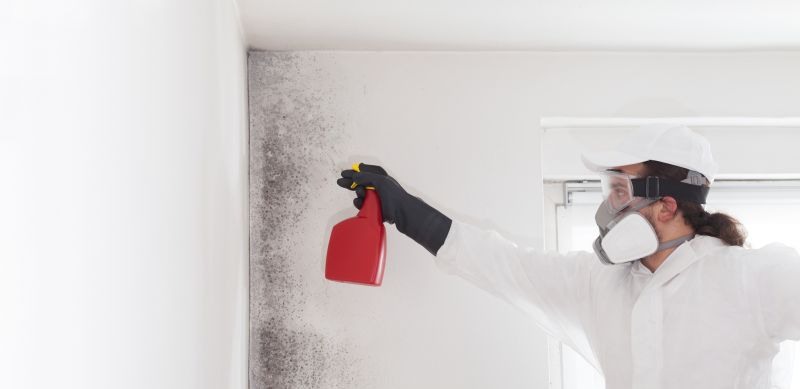 Attic Mold Remediation in Boca Raton, FL