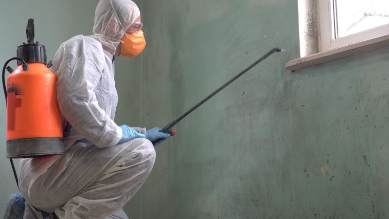 Black Mold Removal in Essex County, NJ
