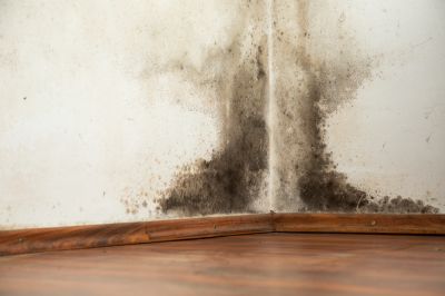 A Professional Inspection Will Detect The Presence of Mold o Your Property!