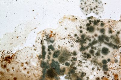 Mold Remediation - Mold Remediation Santa Rosa, California