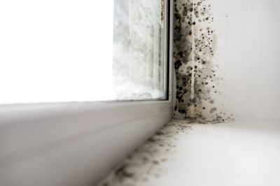 Mold Exposure is Known To Cause a Wide Range of Health Problems!